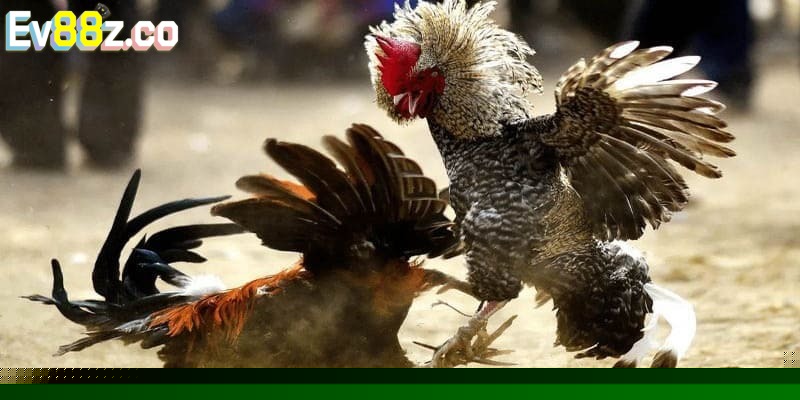 Một số mẹo hay khi tham gia soi kèo đá gà EV88